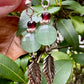 Ibis Earrings - Faceted Aqua Chalcedony and Garnet