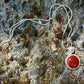 Karma Carnelian - Carnelian and Sterling Silver